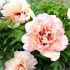 PAEONIA PEONY ITOH SEMI DOUBLE CALLIES MEMORY 23 EYE 5 P.BAG