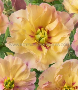 PAEONIA (PEONY) ITOH SEMI DOUBLE ‘CANARY BRILLIANT‘ 2/3 EYE (5 P.BAG)