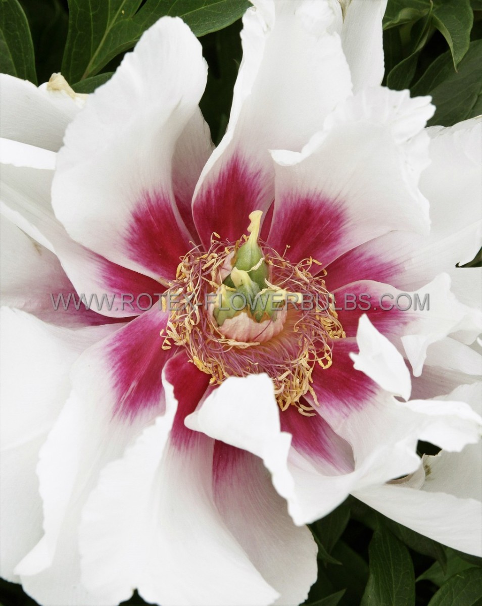 PAEONIA (PEONY) ITOH SEMI DOUBLE ‘CORA LOUISE‘ 2/3 EYE (5 P.BAG)