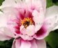 PAEONIA PEONY ITOH SEMI DOUBLE CORA LOUISE 23 EYE 5 P.BAG