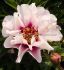 PAEONIA PEONY ITOH SEMI DOUBLE CORA LOUISE 23 EYE 5 P.BAG