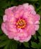 PAEONIA PEONY ITOH SEMI DOUBLE FIRST ARRIVAL 23 EYE 5 P.BAG