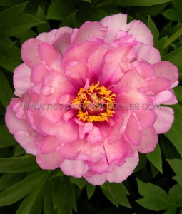 PAEONIA (PEONY) ITOH SEMI DOUBLE ‘FIRST ARRIVAL‘ 2/3 EYE (5 P.BAG)