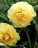 PAEONIA PEONY ITOH SEMI DOUBLE GARDEN TREASURE 23 EYE 5 P.BAG