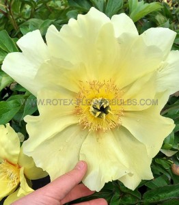 PAEONIA (PEONY) ITOH SEMI DOUBLE ‘GOING BANANAS‘ 2/3 EYE (5 P.BAG)