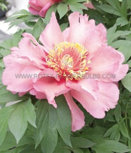 PAEONIA (PEONY) ITOH SEMI DOUBLE ‘HILLARY‘ 2/3 EYE (5 P.BAG)