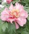 PAEONIA PEONY ITOH SEMI DOUBLE HILLARY 23 EYE 5 P.BAG