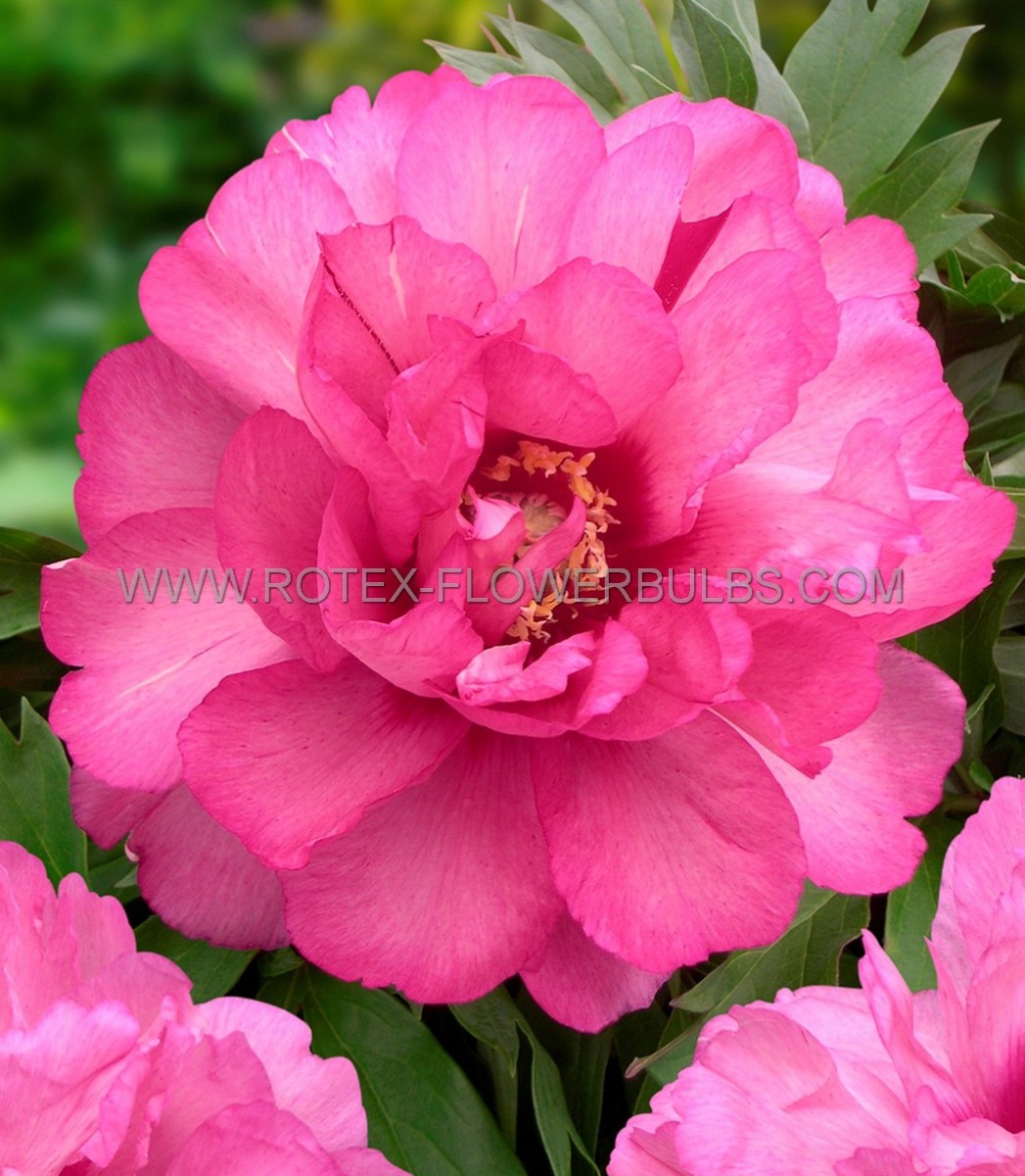 PAEONIA (PEONY) ITOH SEMI DOUBLE ‘JULIA ROSE‘ 2/3 EYE (5 P.BAG)