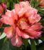 PAEONIA PEONY ITOH SEMI DOUBLE HILLARY 23 EYE 5 P.BAG