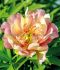 PAEONIA PEONY ITOH SEMI DOUBLE JULIA ROSE 23 EYE 5 P.BAG