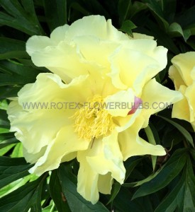 PAEONIA (PEONY) ITOH SEMI DOUBLE ‘LEMON DREAM‘ 2/3 EYE (5 P.BAG)