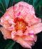 PAEONIA PEONY ITOH SEMI DOUBLE LOLLIPOP 23 EYE 5 P.BAG