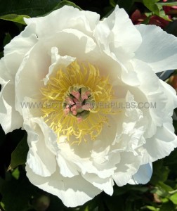 PAEONIA (PEONY) ITOH SEMI DOUBLE ‘LOVE AFFAIR‘ 2/3 EYE (5 P.BAG)