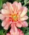 PAEONIA PEONY ITOH SEMI DOUBLE MAGICAL MYSTERY TOUR 23 EYE 5 P.BAG