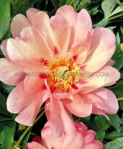 PAEONIA (PEONY) ITOH SEMI DOUBLE ‘MAGICAL MYSTERY TOUR‘ 2/3 EYE (5 P.BAG)