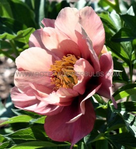 PAEONIA (PEONY) ITOH SEMI DOUBLE ‘OLD ROSE DANDY‘ 2/3 EYE (5 P.BAG)