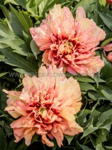 PAEONIA (PEONY) ITOH SEMI DOUBLE ‘ORANGE VICTORY‘ 2/3 EYE (5 P.BAG)