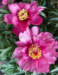 PAEONIA (PEONY) ITOH SEMI DOUBLE ‘PINK ARDOUR‘ 2/3 EYE (5 P.BAG)