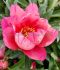 PAEONIA PEONY ITOH SEMI DOUBLE PINK DOUBLE DANDY 23 EYE 5 P.BAG