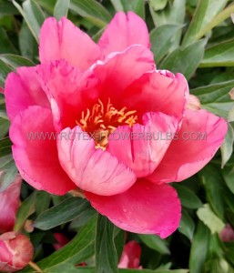 PAEONIA (PEONY) ITOH SEMI DOUBLE ‘PINK DOUBLE DANDY‘ 2/3 EYE (5 P.BAG)