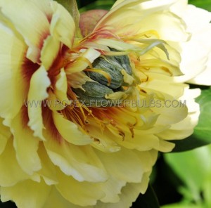 PAEONIA (PEONY) ITOH SEMI DOUBLE ‘PRAIRI CHARM‘ 2/3 EYE (5 P.BAG)