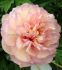 PAEONIA PEONY ITOH SEMI DOUBLE SCRUMDIDLEUMPTIOUS 23 EYE 5 P.BAG