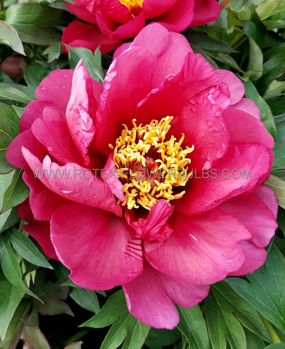 PAEONIA (PEONY) ITOH SEMI DOUBLE ‘YANKEE DOODLE DANDY‘ 2/3 EYE (5 P.BAG)