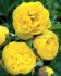 PAEONIA PEONY ITOH SEMI DOUBLE YELLOW CROWN 23 EYE 5 P.BAG