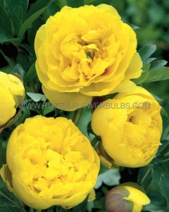 PAEONIA (PEONY) ITOH SEMI DOUBLE ‘YELLOW CROWN‘ 2/3 EYE (5 P.BAG)