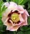 PAEONIA PEONY ITOH SINGLE COURT PASTEL SPLENDOR 23 EYE 5 P.BAG