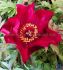 PAEONIA PEONY ITOH SINGLE SCARLET HEAVEN 23 EYE 5 P.BAG