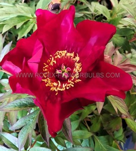 PAEONIA (PEONY) ITOH SINGLE ‘SCARLET HEAVEN‘ 2/3 EYE (5 P.BAG)