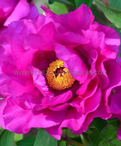 PAEONIA (PEONY) ITOH SINGLE-SEMI DOUBLE ‘PURPLE SENSATION‘ 2/3 EYE (5 P.BAG)