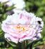 PAEONIA PEONY LACTIFLORA DOUBLE ALERTIE 23 EYE 5 P.BAG