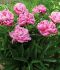 PAEONIA PEONY LACTIFLORA DOUBLE ALEXANDER FLEMING 35 EYE 5 P.BAG