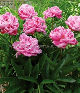 PAEONIA (PEONY) LACTIFLORA DOUBLE ‘ALEXANDER FLEMING‘ 3/5 EYE (5 P.BAG)