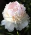 PAEONIA PEONY LACTIFLORA DOUBLE ANGEL CHEEKS 23 EYE 5 P.BAG