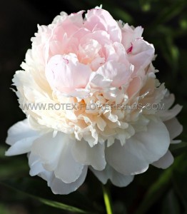 PAEONIA (PEONY) LACTIFLORA DOUBLE ‘ANGEL CHEEKS‘ 2/3 EYE (5 P.BAG)