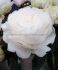 PAEONIA PEONY LACTIFLORA DOUBLE ANN COUSINS 23 EYE 5 P.BAG