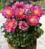 PAEONIA PEONY LACTIFLORA DOUBLE ATHENS 23 EYE 5 P.BAG