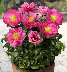 PAEONIA (PEONY) LACTIFLORA DOUBLE ‘ATHENS‘ 2/3 EYE (5 P.BAG)