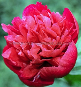 PAEONIA (PEONY) LACTIFLORA DOUBLE ‘BELGRAVIA‘ 2/3 EYE (5 P.BAG)