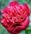 PAEONIA PEONY LACTIFLORA DOUBLE BELGRAVIA 23 EYE 5 P.BAG