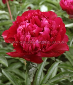 PAEONIA (PEONY) LACTIFLORA DOUBLE ‘BIG BEN‘ 2/3 EYE (5 P.BAG)