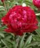 PAEONIA PEONY LACTIFLORA DOUBLE BIG BEN 23 EYE 5 P.BAG