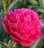 PAEONIA PEONY LACTIFLORA DOUBLE BIG BEN 23 EYE 5 P.BAG