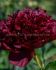 PAEONIA PEONY LACTIFLORA DOUBLE BLACK BEAUTY 23 EYE 5 P.BAG