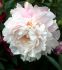 PAEONIA PEONY LACTIFLORA DOUBLE BLUSH QUEEN 23 EYE 5 P.BAG