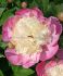 PAEONIA PEONY LACTIFLORA DOUBLE BOWL OF BEAUTY 23 EYE 5 P.BAG