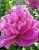 PAEONIA PEONY LACTIFLORA DOUBLE BOUQUET PERFECT 23 EYE 5 P.BAG